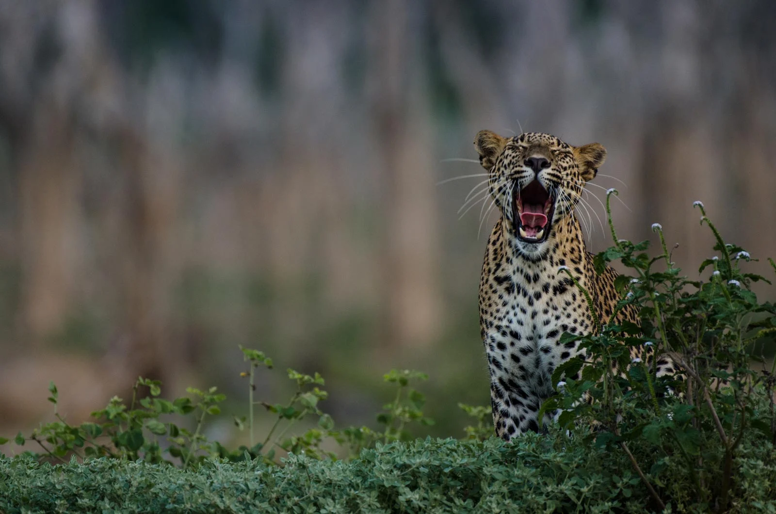 Leopard Yawning 